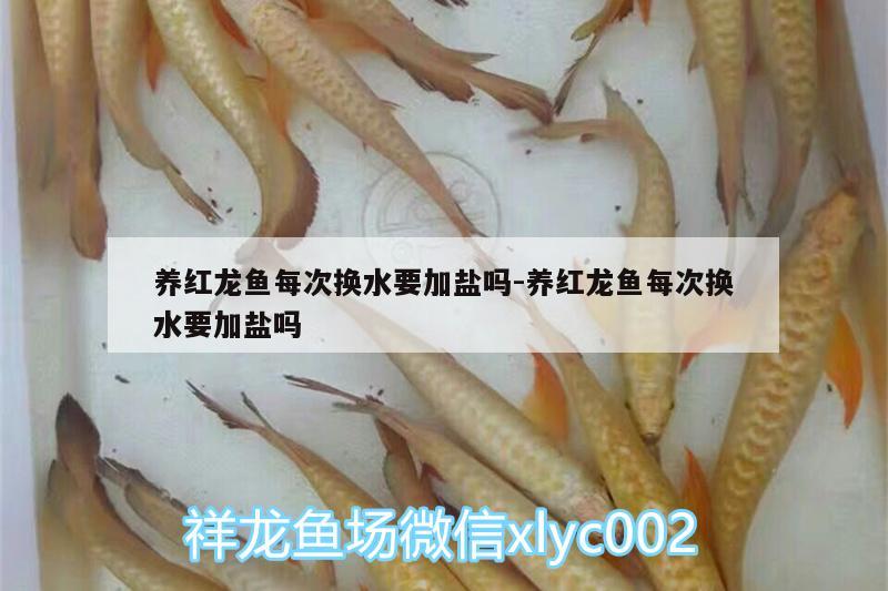 養(yǎng)紅龍魚每次換水要加鹽嗎:養(yǎng)紅龍魚每次換水要加鹽嗎 南美異型魚