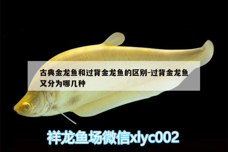 古典金龍魚(yú)和過(guò)背金龍魚(yú)的區(qū)別:過(guò)背金龍魚(yú)又分為哪幾種