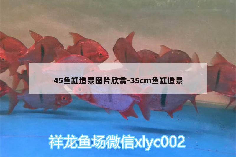 45魚缸造景圖片欣賞:35cm魚缸造景 印尼紅龍魚