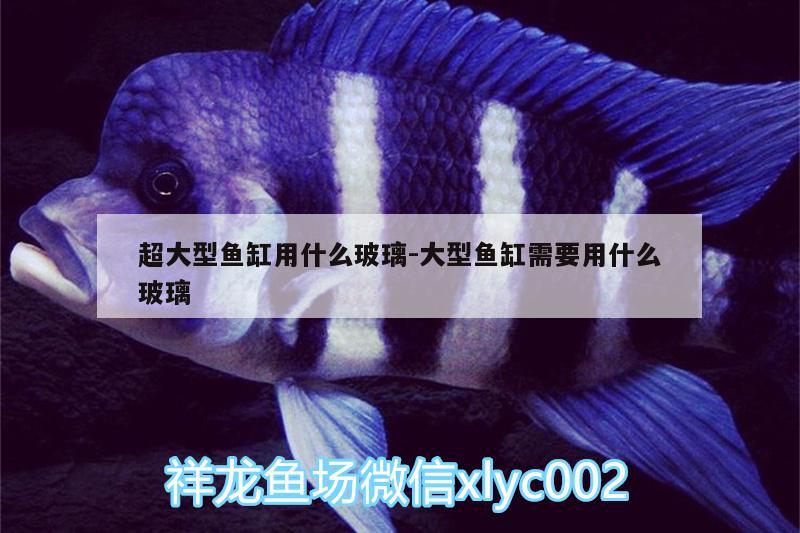 超大型魚缸用什么玻璃:大型魚缸需要用什么玻璃 和尚魚