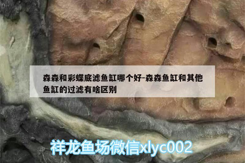 森森和彩蝶底濾魚缸哪個好:森森魚缸和其他魚缸的過濾有啥區(qū)別 成吉思汗鯊（球鯊）魚