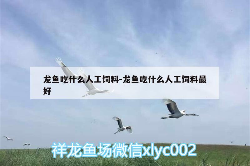 龍魚吃什么人工飼料:龍魚吃什么人工飼料最好