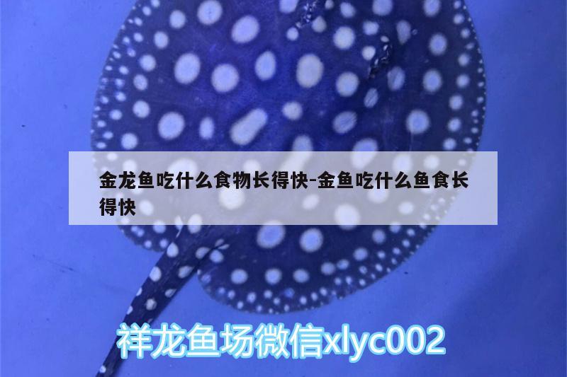 金龍魚吃什么食物長得快:金魚吃什么魚食長得快 觀賞魚飼料