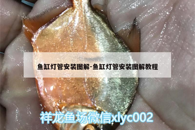 魚(yú)缸燈管安裝圖解:魚(yú)缸燈管安裝圖解教程 玫瑰銀版魚(yú)