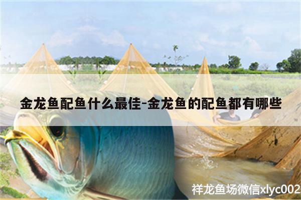 金龍魚配魚什么最佳:金龍魚的配魚都有哪些 野生埃及神仙魚