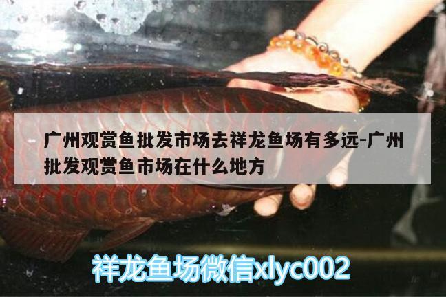 廣州觀賞魚批發(fā)市場去祥龍魚場有多遠(yuǎn):廣州批發(fā)觀賞魚市場在什么地方 觀賞魚批發(fā)