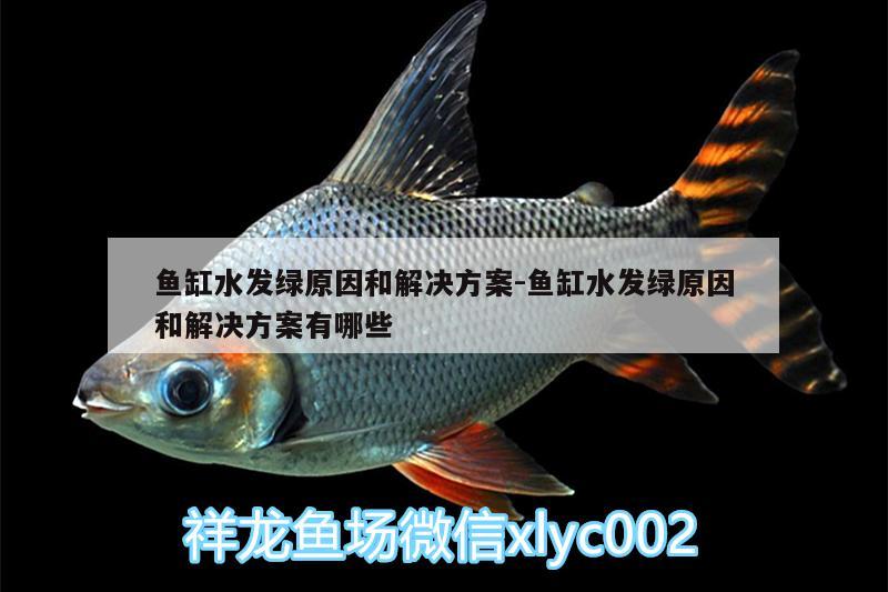 魚缸水發(fā)綠原因和解決方案:魚缸水發(fā)綠原因和解決方案有哪些 紅魔王銀版魚