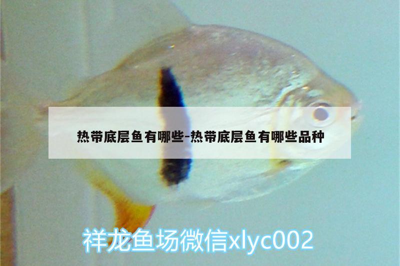 熱帶底層魚(yú)有哪些:熱帶底層魚(yú)有哪些品種 黃金河虎魚(yú)