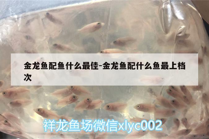 金龍魚配魚什么最佳:金龍魚配什么魚最上檔次