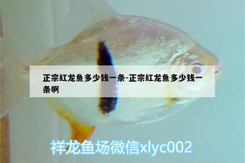 正宗紅龍魚(yú)多少錢一條:正宗紅龍魚(yú)多少錢一條啊 觀賞魚(yú)水族批發(fā)市場(chǎng)