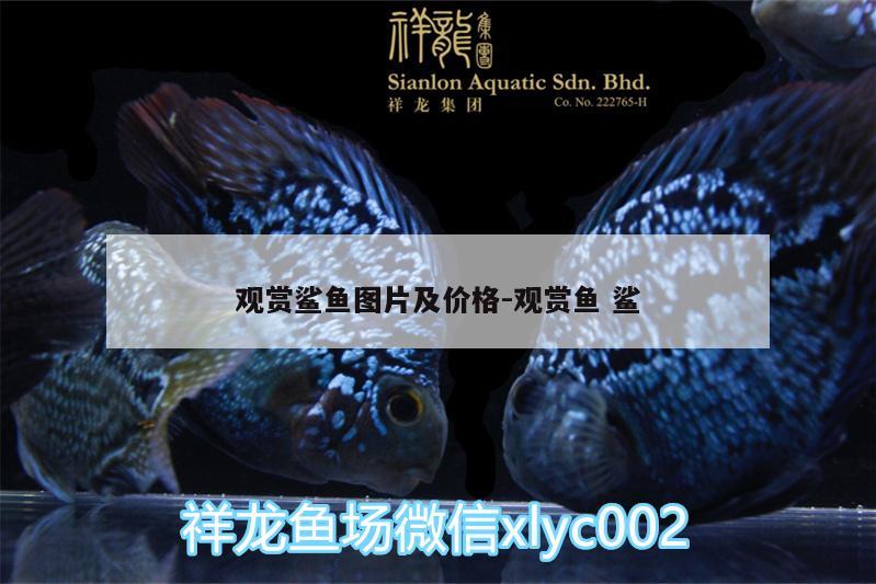 觀賞鯊魚圖片及價(jià)格:觀賞魚鯊