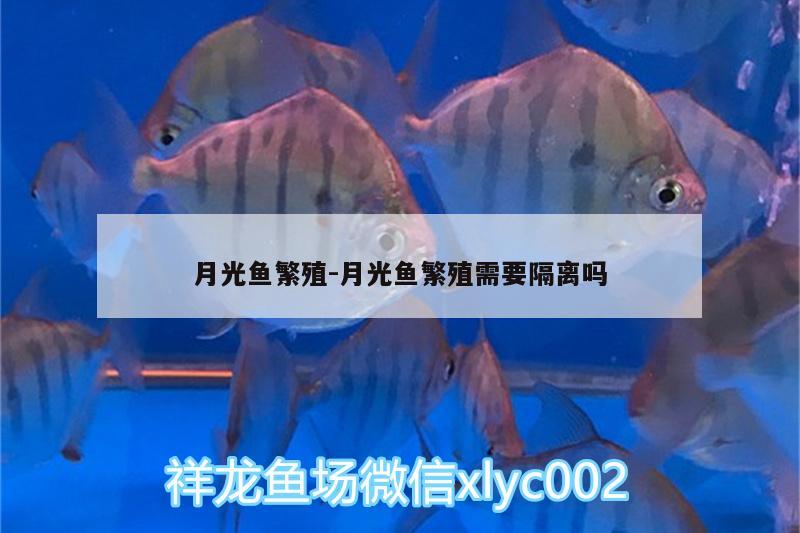 月光魚(yú)繁殖:月光魚(yú)繁殖需要隔離嗎 金三間魚(yú)