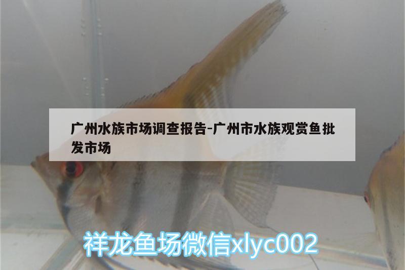 廣州水族市場調查報告:廣州市水族觀賞魚批發(fā)市場