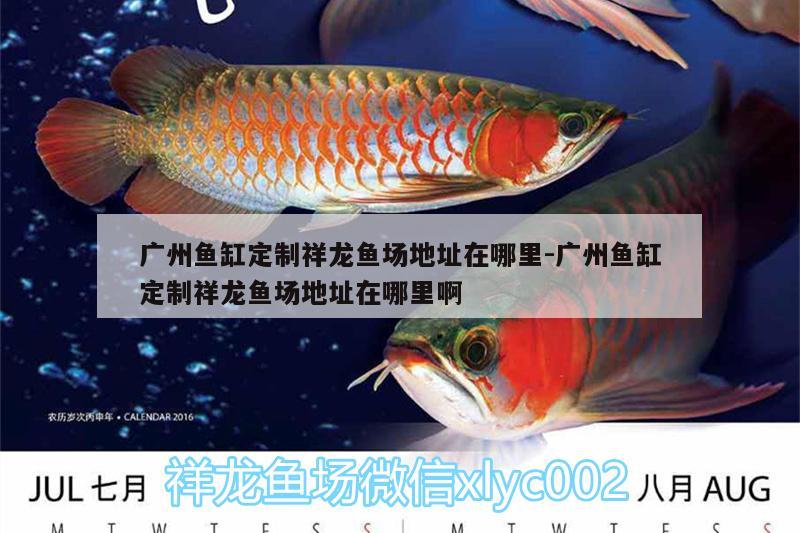 廣州魚缸定制祥龍魚場地址在哪里:廣州魚缸定制祥龍魚場地址在哪里啊 祥龍魚場