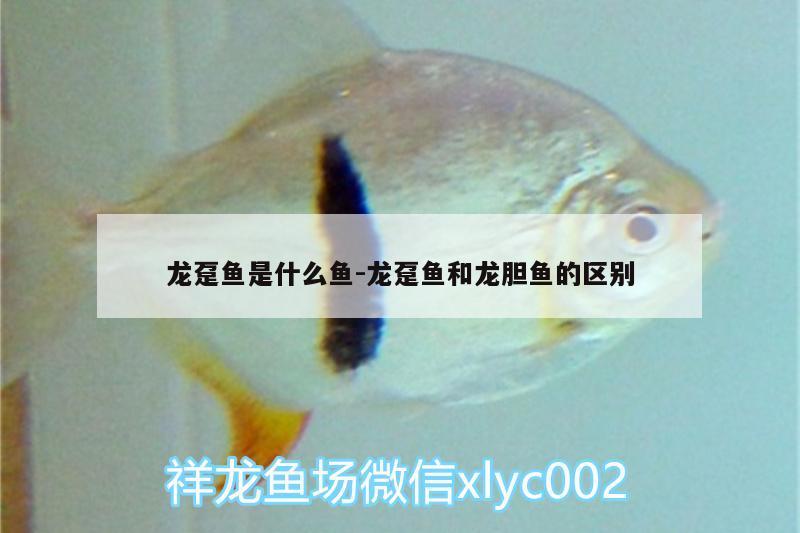 龍躉魚(yú)是什么魚(yú):龍躉魚(yú)和龍膽?hù)~(yú)的區(qū)別 海象魚(yú)