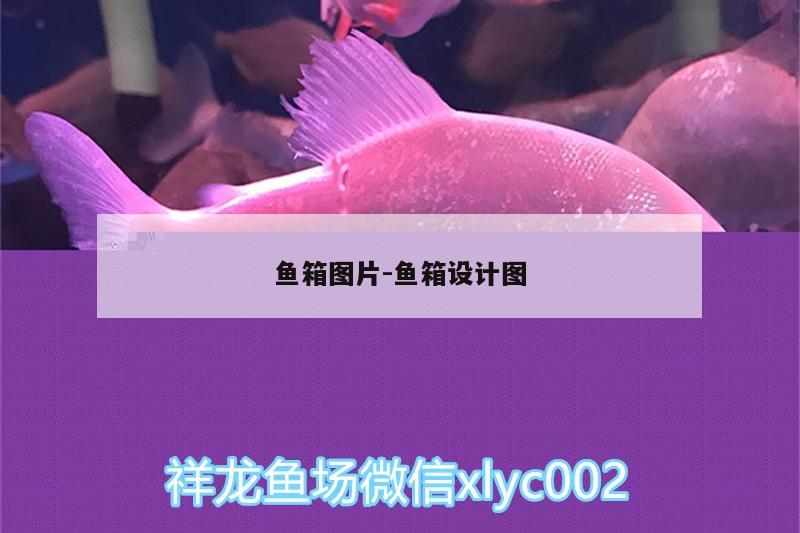 魚箱圖片:魚箱設(shè)計圖 帝王血鉆魚