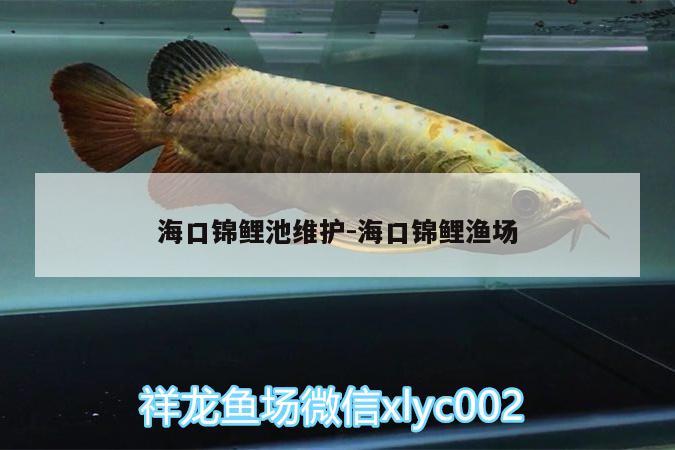 ?？阱\鯉池維護:海口錦鯉漁場 小型觀賞魚