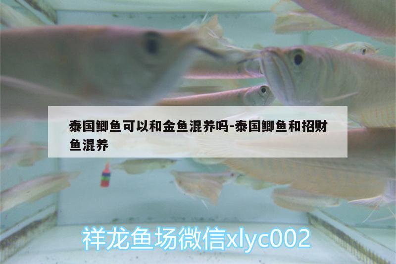 泰國(guó)鯽魚(yú)可以和金魚(yú)混養(yǎng)嗎:泰國(guó)鯽魚(yú)和招財(cái)魚(yú)混養(yǎng) 七彩神仙魚(yú)