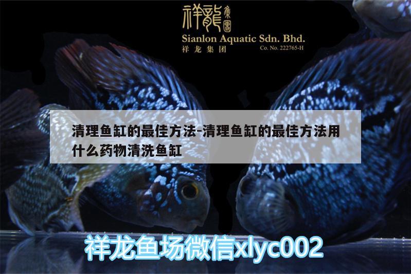 清理魚缸的最佳方法:清理魚缸的最佳方法用什么藥物清洗魚缸 帝王迷宮魚