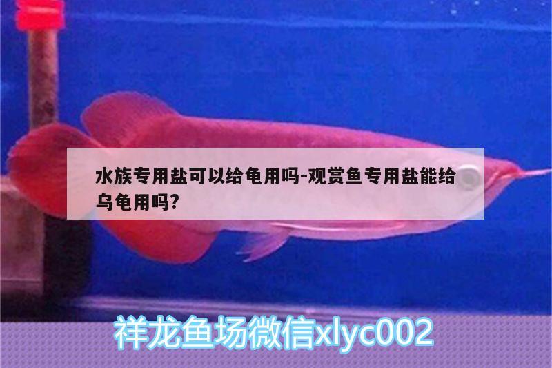 水族專用鹽可以給龜用嗎:觀賞魚(yú)專用鹽能給烏龜用嗎?