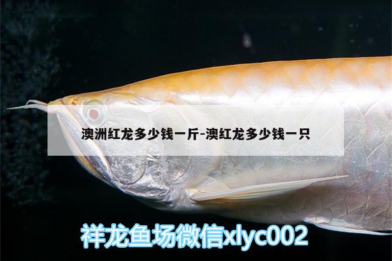 澳洲紅龍多少錢一斤:澳紅龍多少錢一只 委內(nèi)瑞拉奧里諾三間魚苗