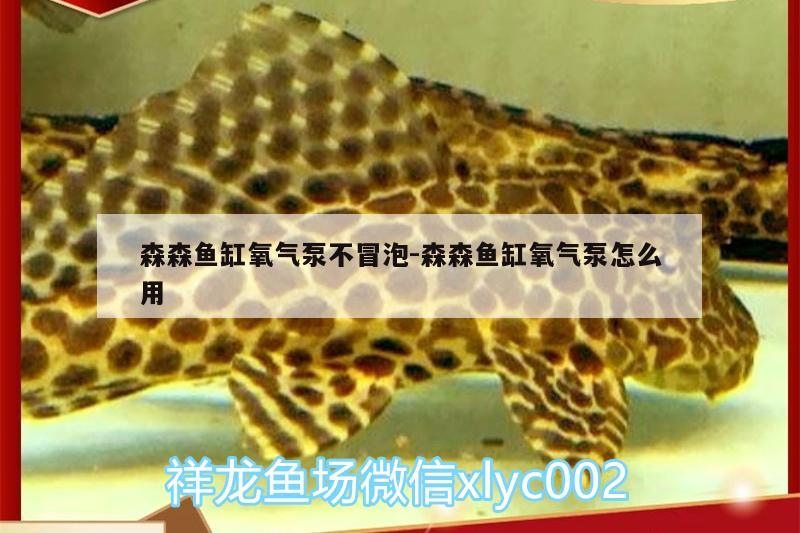 森森魚(yú)缸氧氣泵不冒泡:森森魚(yú)缸氧氣泵怎么用 薩伊藍(lán)魚(yú)