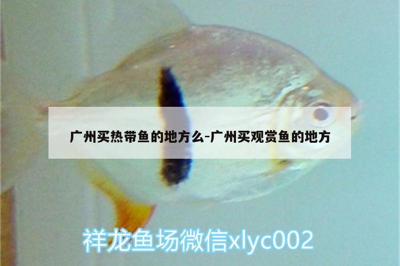 廣州買熱帶魚的地方么:廣州買觀賞魚的地方