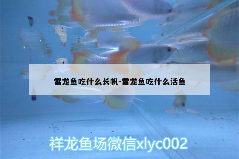 雷龍魚吃什么長(zhǎng)帆:雷龍魚吃什么活魚