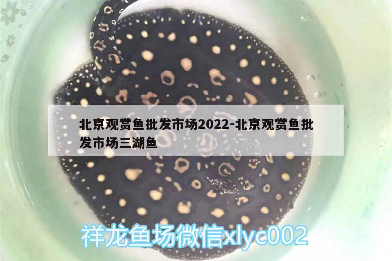 北京觀賞魚批發(fā)市場(chǎng)2022:北京觀賞魚批發(fā)市場(chǎng)三湖魚 觀賞魚批發(fā)