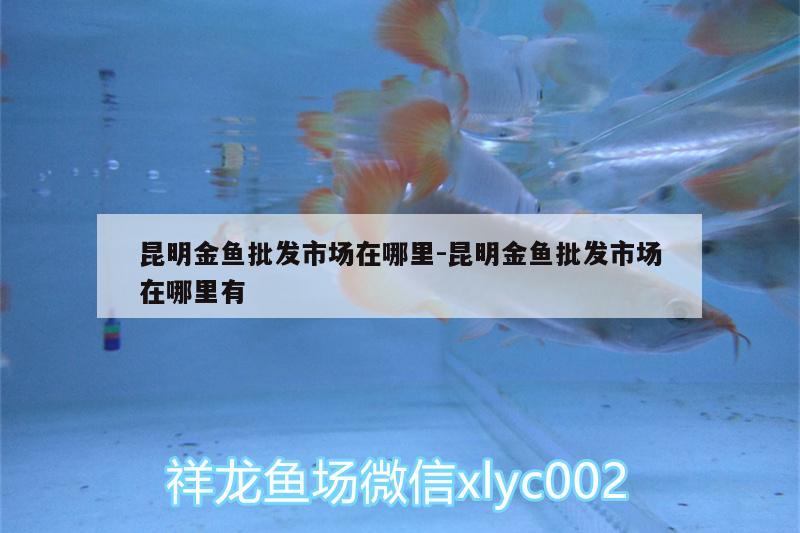 昆明金魚批發(fā)市場在哪里:昆明金魚批發(fā)市場在哪里有 白子銀龍魚苗