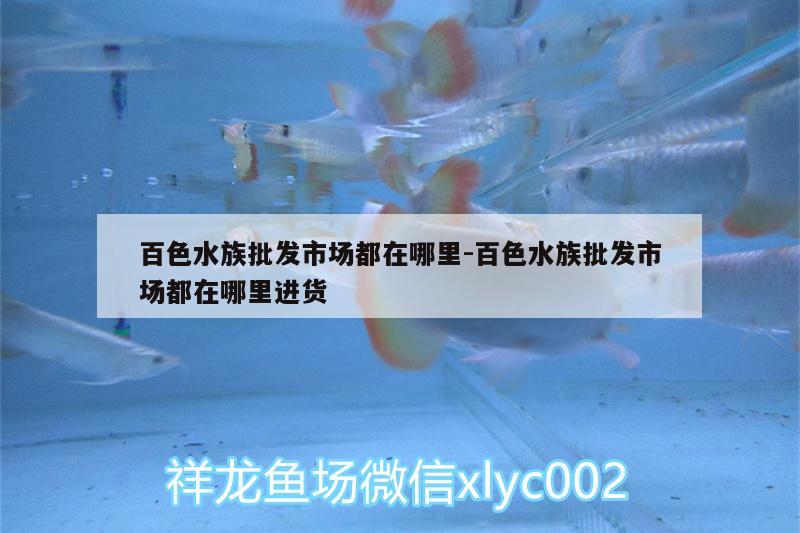 百色水族批發(fā)市場都在哪里:百色水族批發(fā)市場都在哪里進(jìn)貨 觀賞魚水族批發(fā)市場