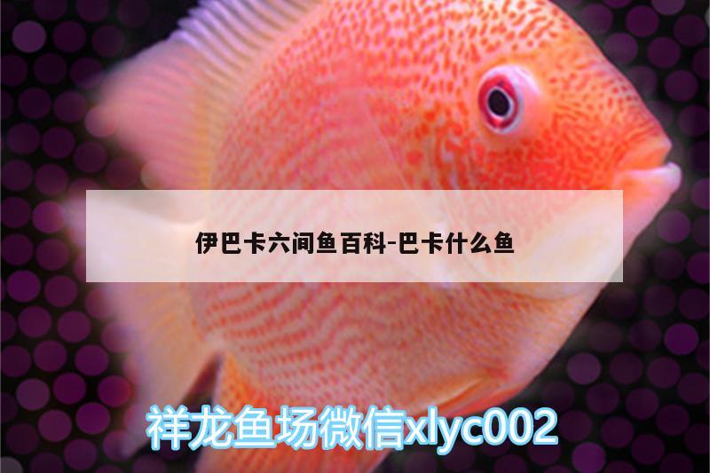 伊巴卡六間魚百科:巴卡什么魚 肥料