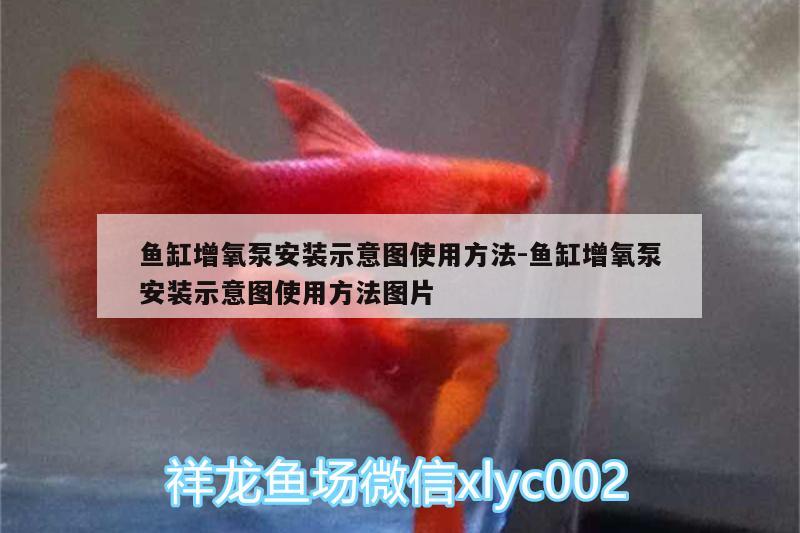 魚缸增氧泵安裝示意圖使用方法:魚缸增氧泵安裝示意圖使用方法圖片 帝王三間魚