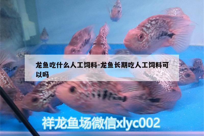 龍魚吃什么人工飼料:龍魚長期吃人工飼料可以嗎 肥料