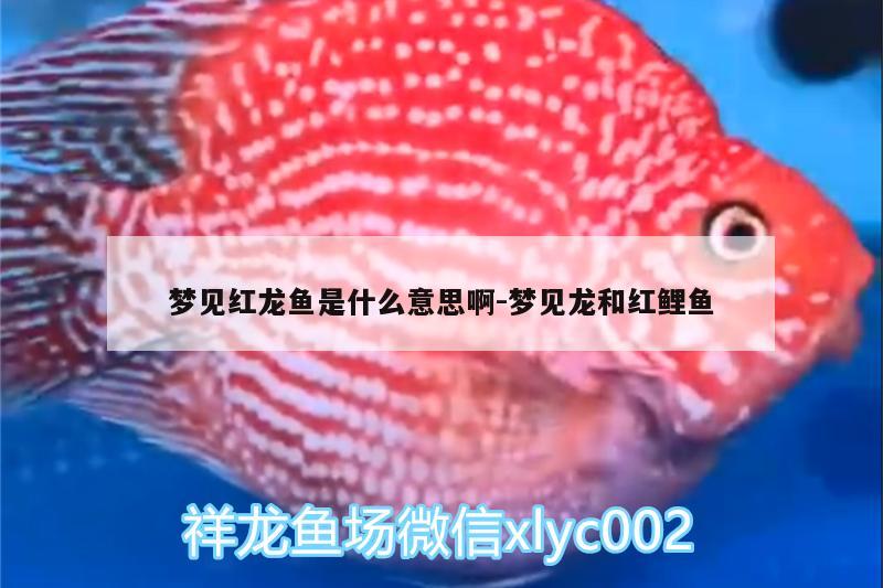 夢(mèng)見(jiàn)紅龍魚(yú)是什么意思啊:夢(mèng)見(jiàn)龍和紅鯉魚(yú)