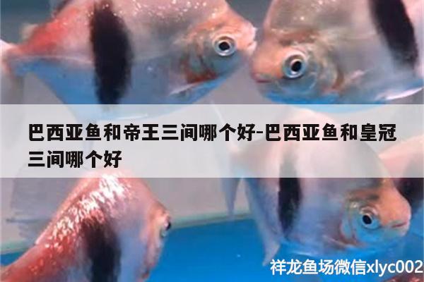 巴西亞魚和帝王三間哪個好:巴西亞魚和皇冠三間哪個好