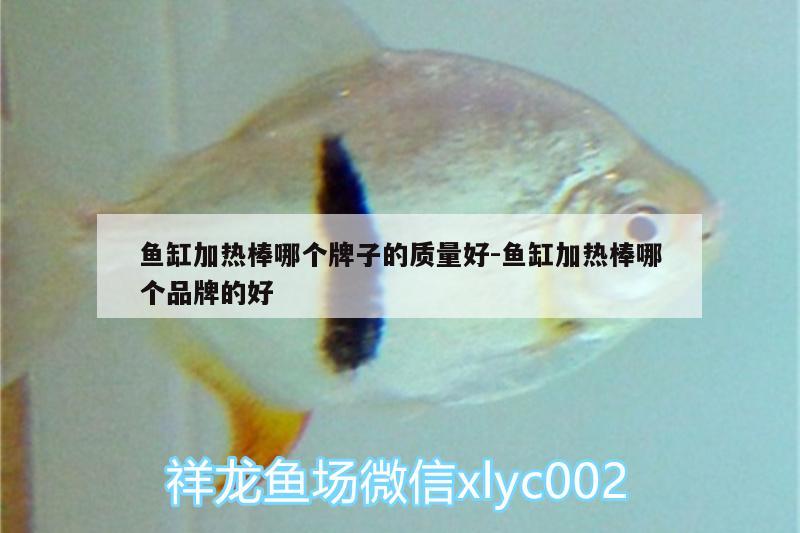 魚(yú)缸加熱棒哪個(gè)牌子的質(zhì)量好:魚(yú)缸加熱棒哪個(gè)品牌的好