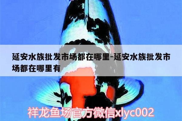 延安水族批發(fā)市場(chǎng)都在哪里:延安水族批發(fā)市場(chǎng)都在哪里有