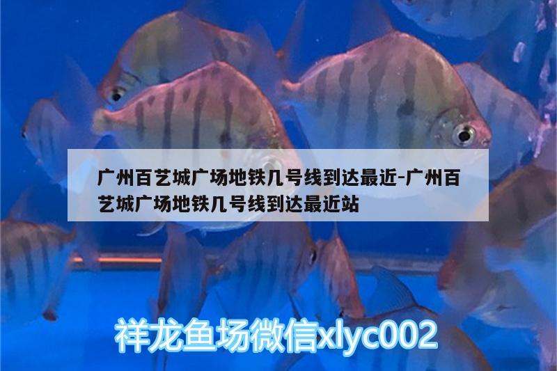 廣州百藝城廣場地鐵幾號線到達最近:廣州百藝城廣場地鐵幾號線到達最近站 白子關(guān)刀魚苗 第1張