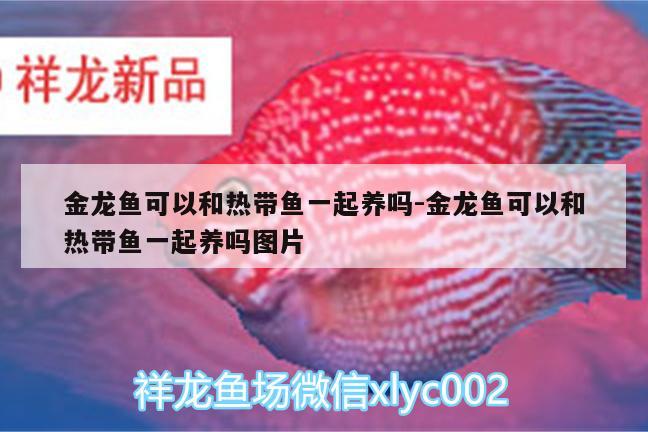 金龍魚可以和熱帶魚一起養(yǎng)嗎:金龍魚可以和熱帶魚一起養(yǎng)嗎圖片 龍鳳鯉魚 第2張