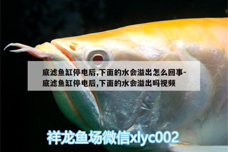 底濾魚缸停電后,下面的水會(huì)溢出怎么回事:底濾魚缸停電后,下面的水會(huì)溢出嗎視頻