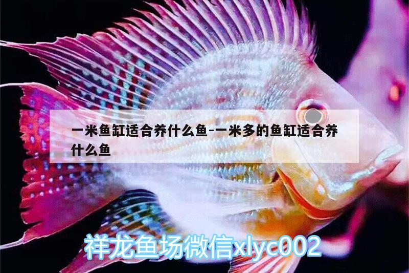 一米魚缸適合養(yǎng)什么魚:一米多的魚缸適合養(yǎng)什么魚