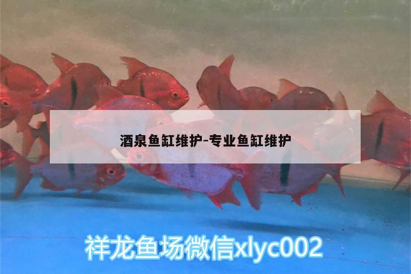 酒泉魚缸維護:專業(yè)魚缸維護 黃金貓魚