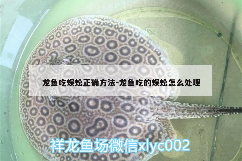 龍魚吃蜈蚣正確方法:龍魚吃的蜈蚣怎么處理 祥龍水族濾材/器材