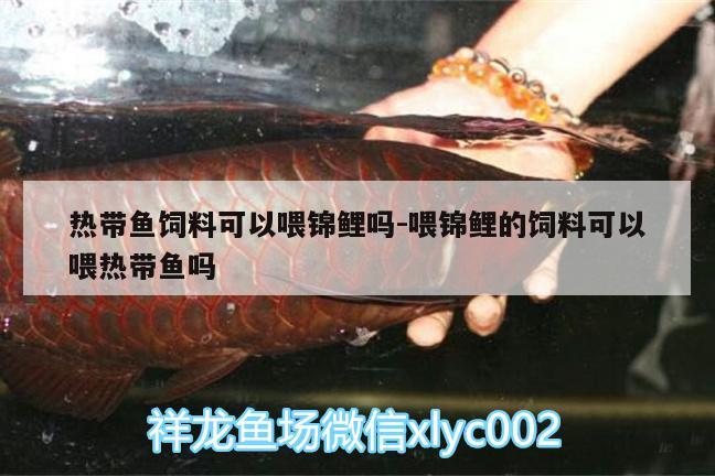 熱帶魚飼料可以喂錦鯉嗎:喂錦鯉的飼料可以喂熱帶魚嗎 大日玉鯖魚