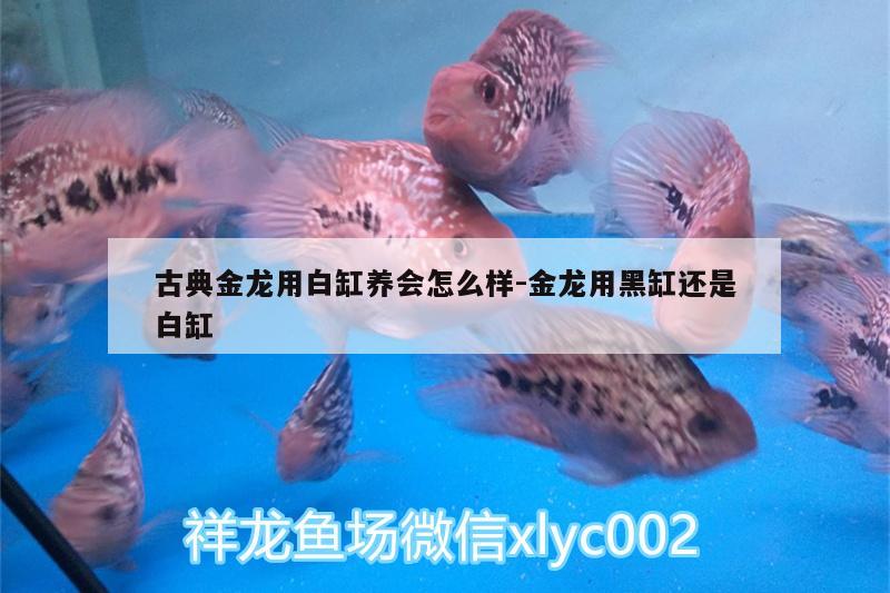 古典金龍用白缸養(yǎng)會怎么樣:金龍用黑缸還是白缸 野彩魚