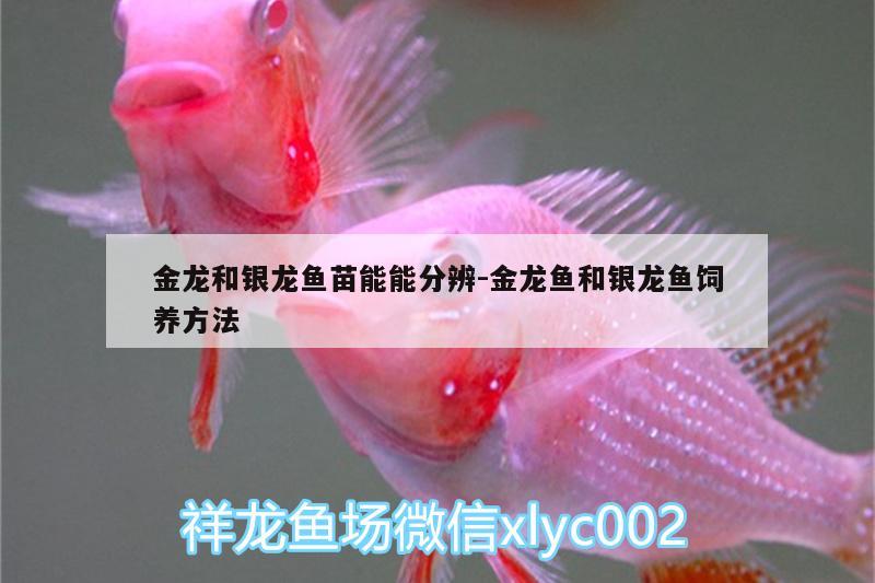 金龍和銀龍魚苗能能分辨:金龍魚和銀龍魚飼養(yǎng)方法 銀龍魚百科