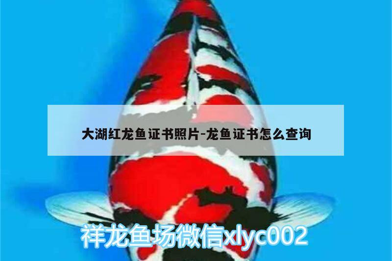 大湖紅龍魚證書照片:龍魚證書怎么查詢