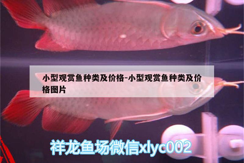 小型觀賞魚種類及價格:小型觀賞魚種類及價格圖片