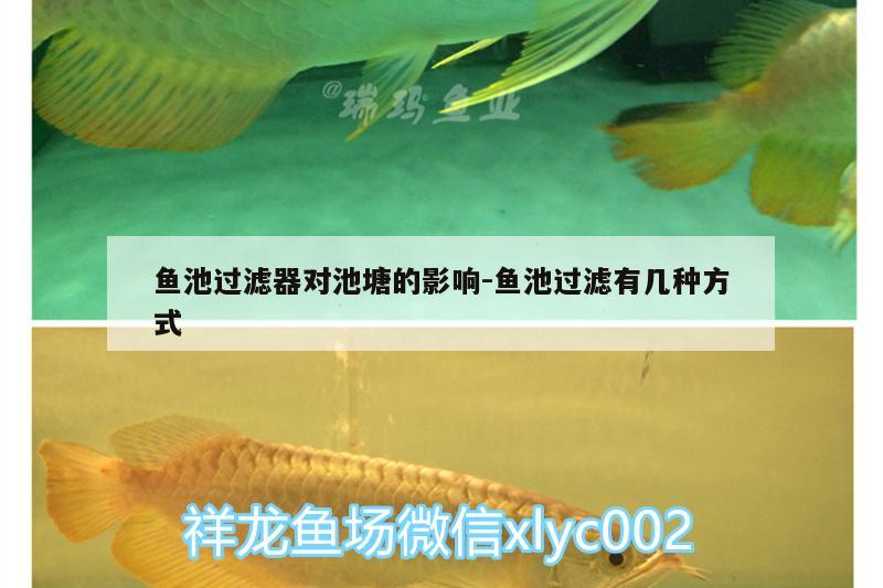 魚池過濾器對(duì)池塘的影響:魚池過濾有幾種方式 印尼四紋虎